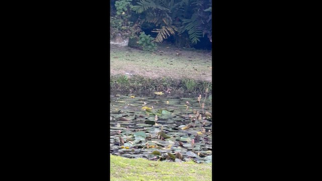 ダイサギ - ML657557269