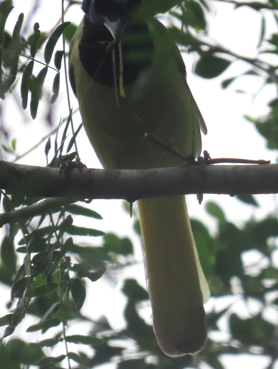Green Jay - ML657557294