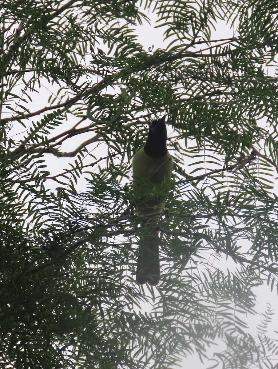 Green Jay - ML657557296