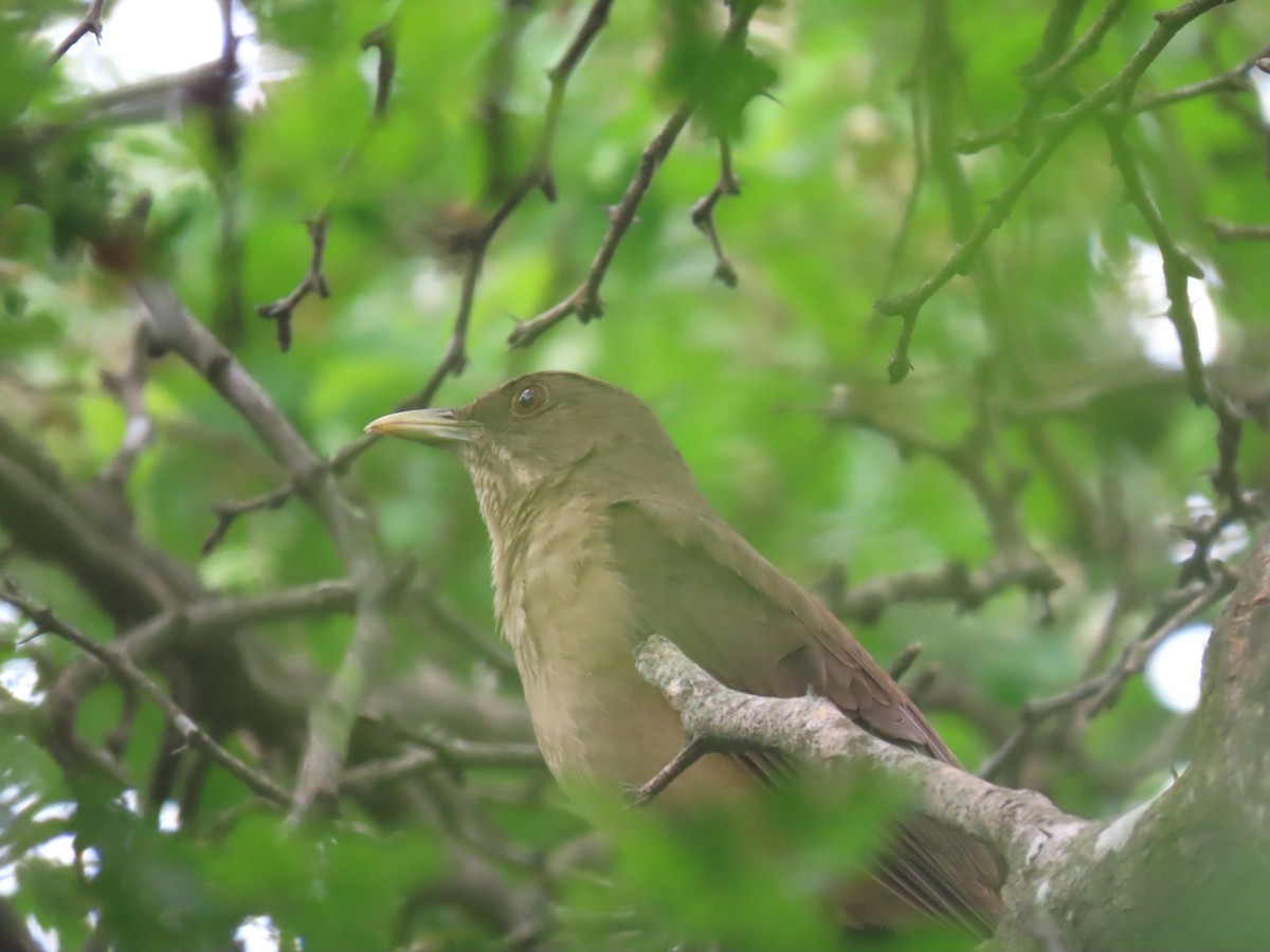 Clay-colored Thrush - ML657557358