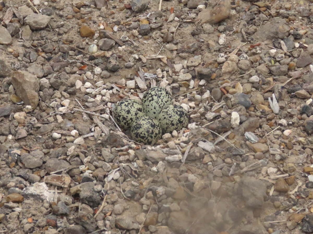 Killdeer - ML657557367
