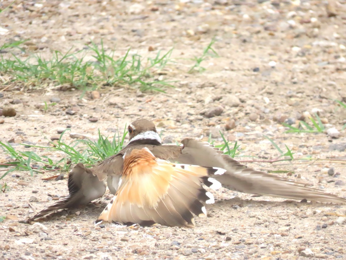 Killdeer - ML657557368