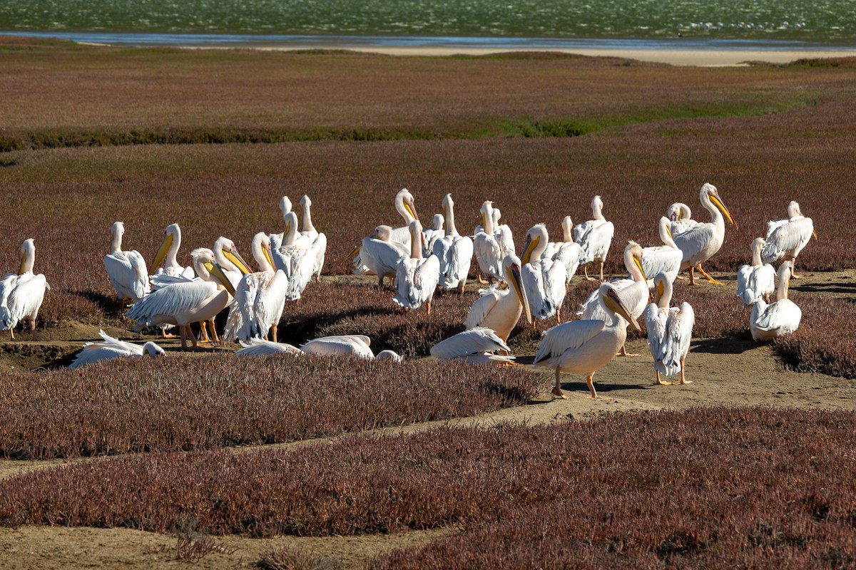 Great White Pelican - ML657558015