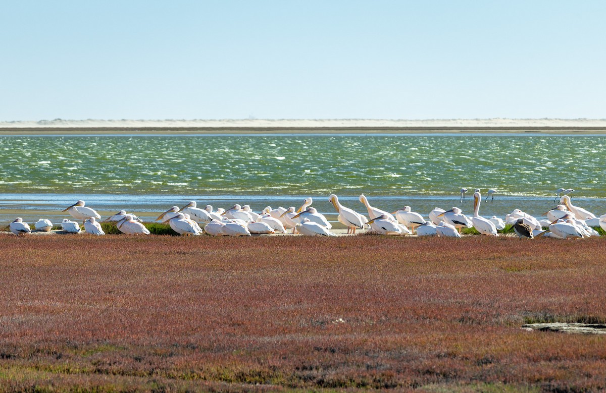 Great White Pelican - ML657558038