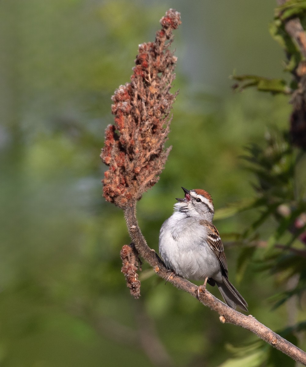 Chipping Sparrow - ML657558336