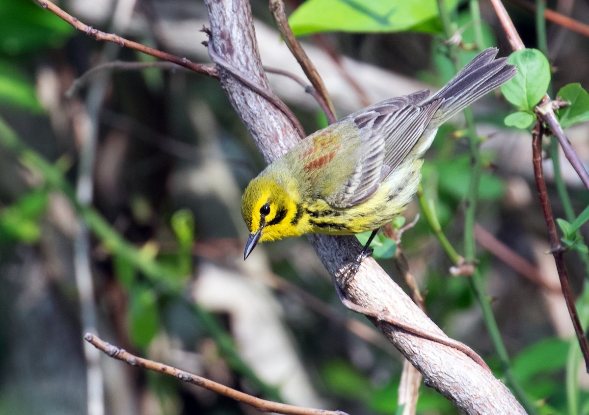 Prairie Warbler - ML657558360