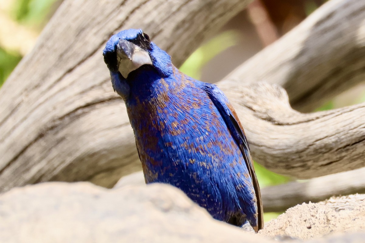 Blue Grosbeak - ML657558456