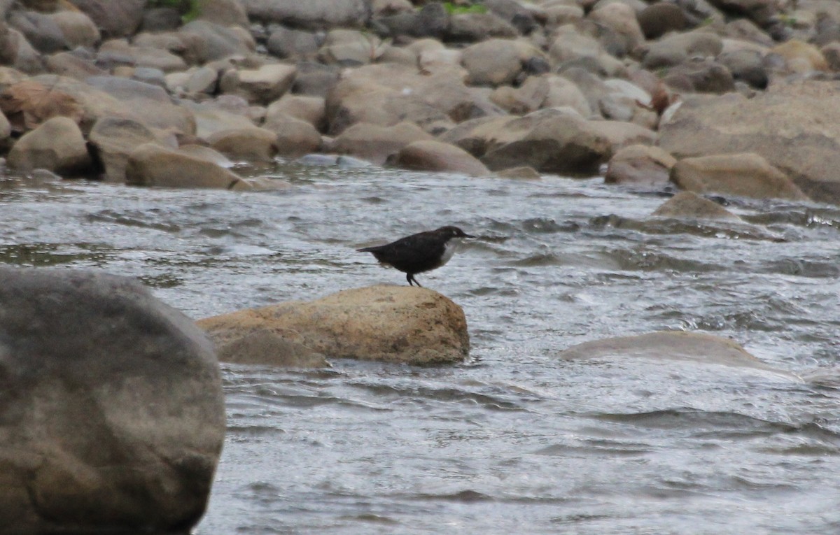 White-throated Dipper - ML65755861