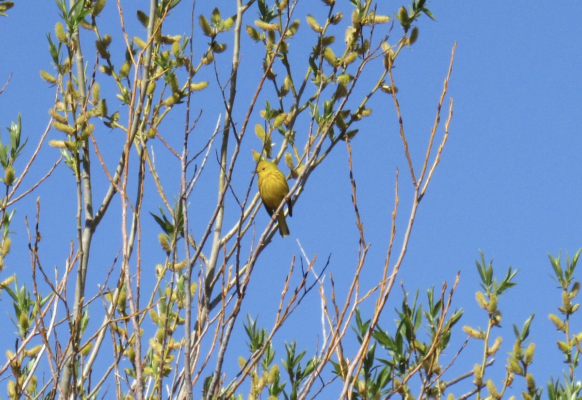 Northern Yellow Warbler - ML657558664