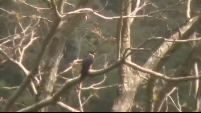 コウモリハヤブサ - ML657560134