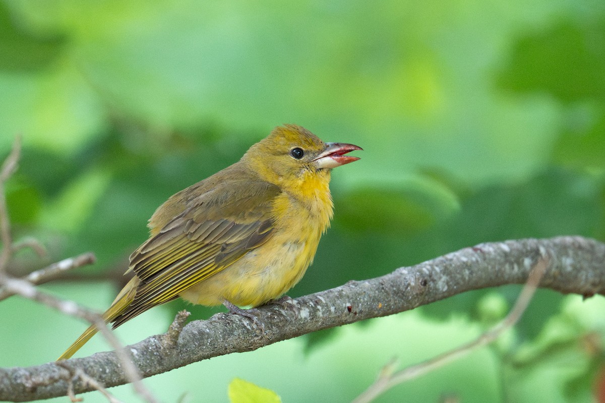 Summer Tanager - ML657560789