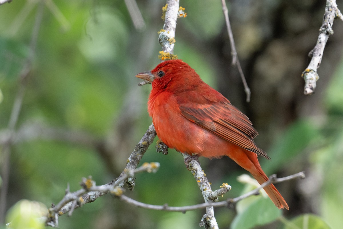 Summer Tanager - ML657560792