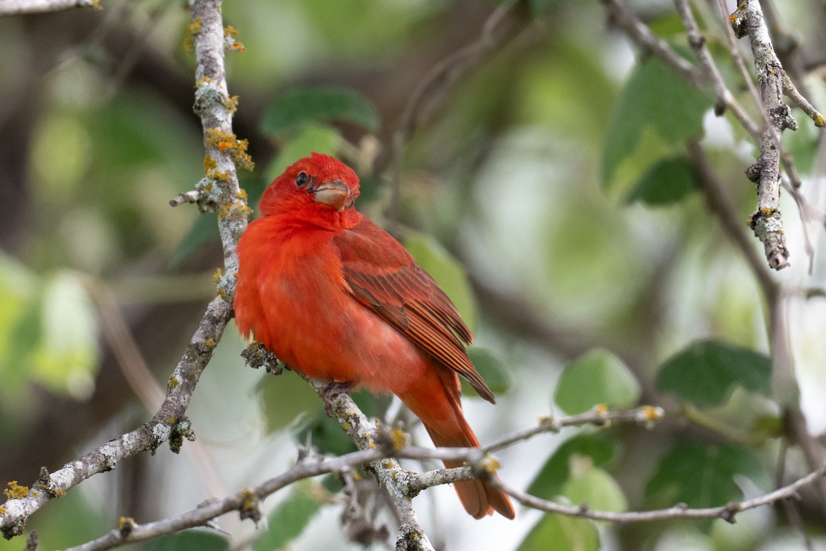 Summer Tanager - ML657560808