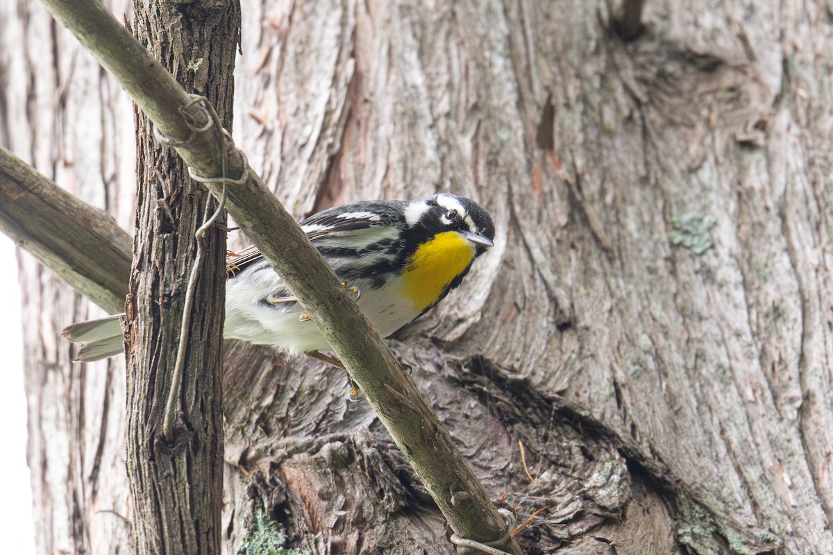 Yellow-throated Warbler - ML657560814