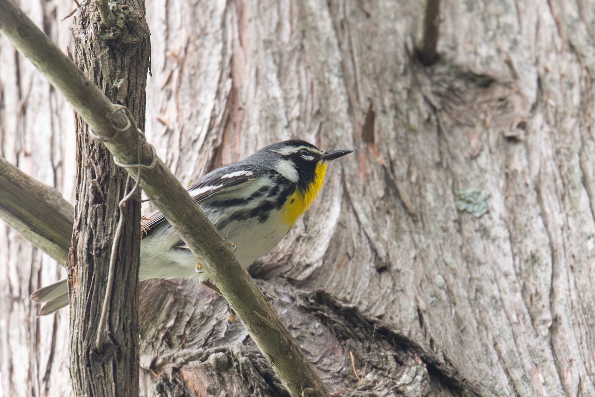 Yellow-throated Warbler - ML657560822