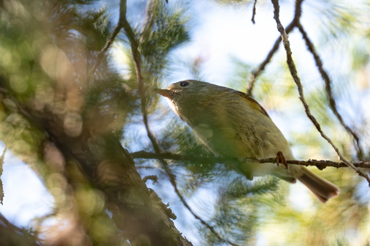 Ruby-crowned Kinglet - ML657560963