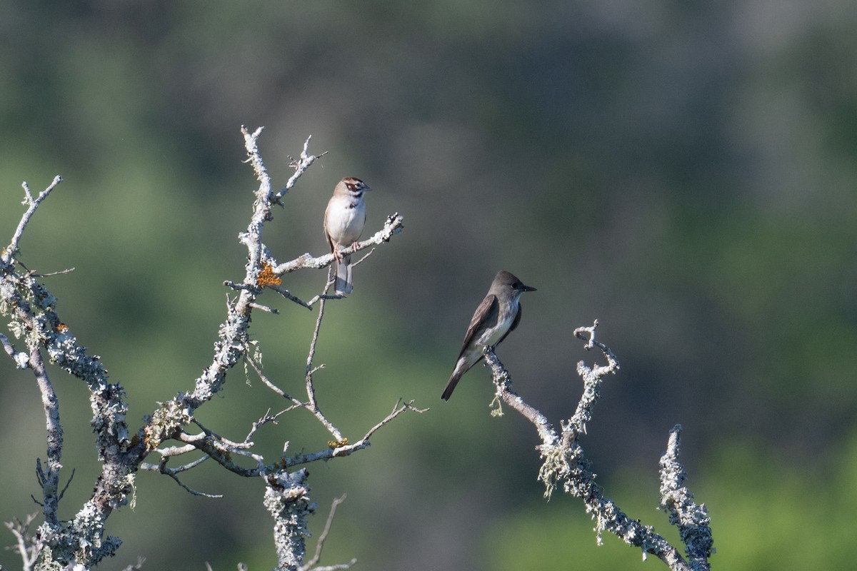 Olive-sided Flycatcher - ML657561281