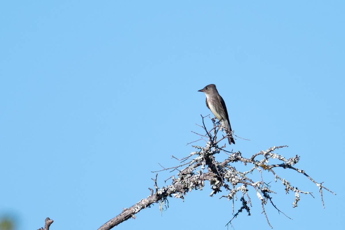 Olive-sided Flycatcher - ML657561284