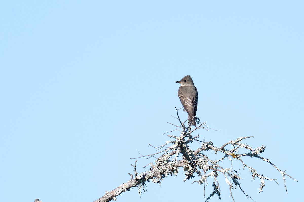 Olive-sided Flycatcher - ML657561288