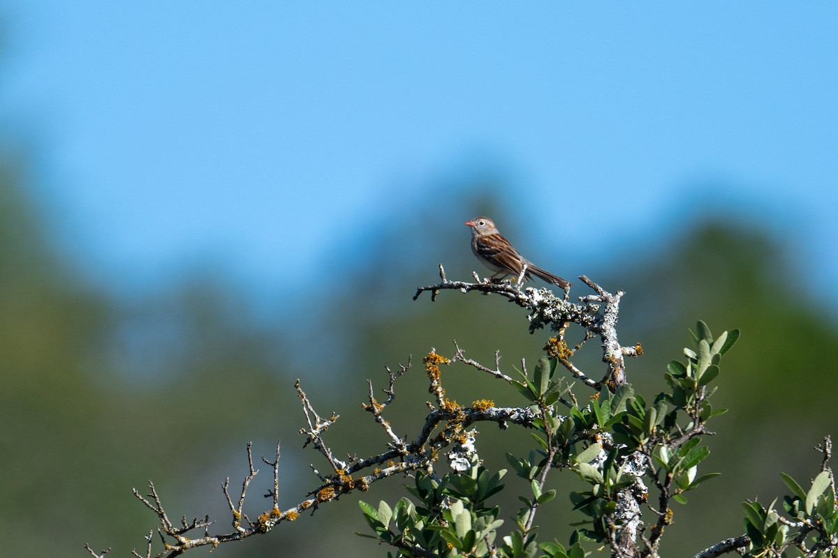 Field Sparrow - ML657561300