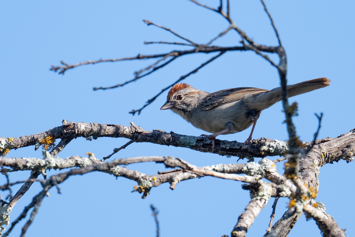 Rufous-crowned Sparrow - ML657561304