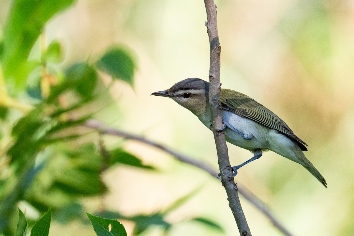 Red-eyed Vireo - ML657561320