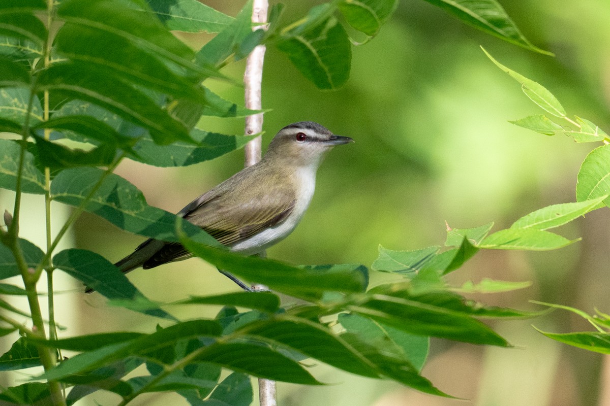 Red-eyed Vireo - ML657561326