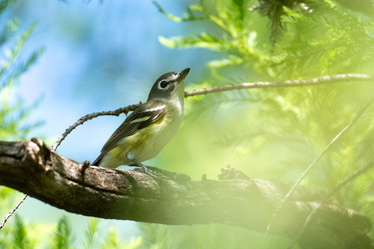 Blue-headed Vireo - ML657561354