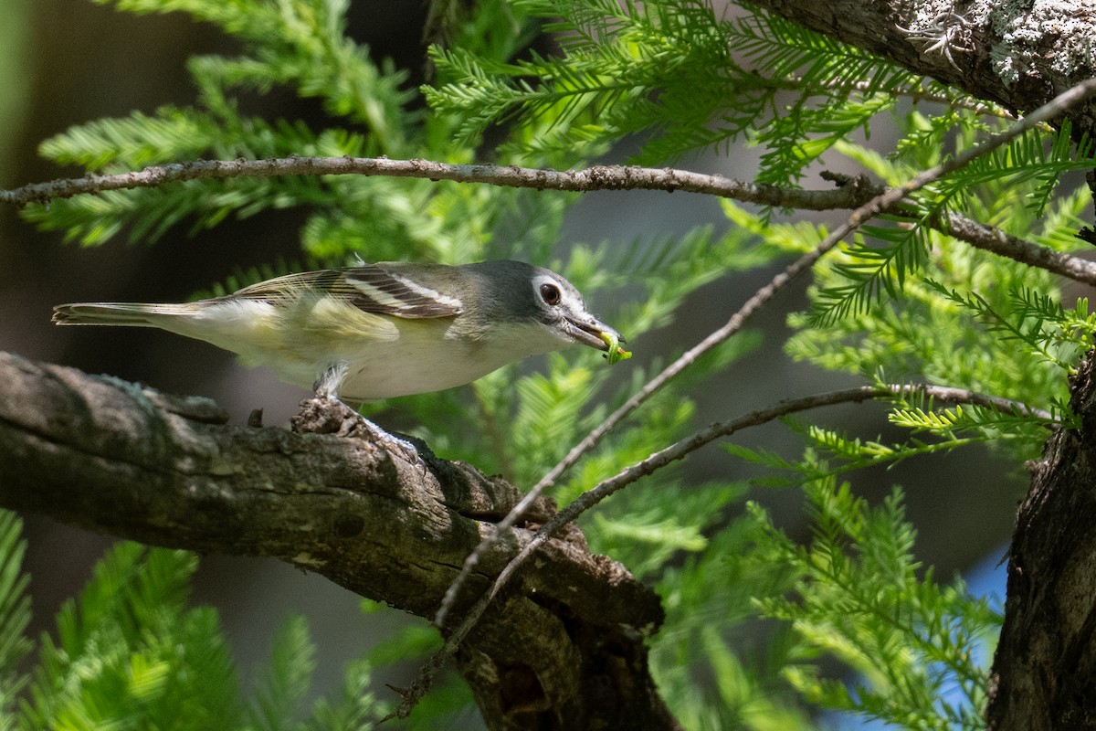 Blue-headed Vireo - ML657561356