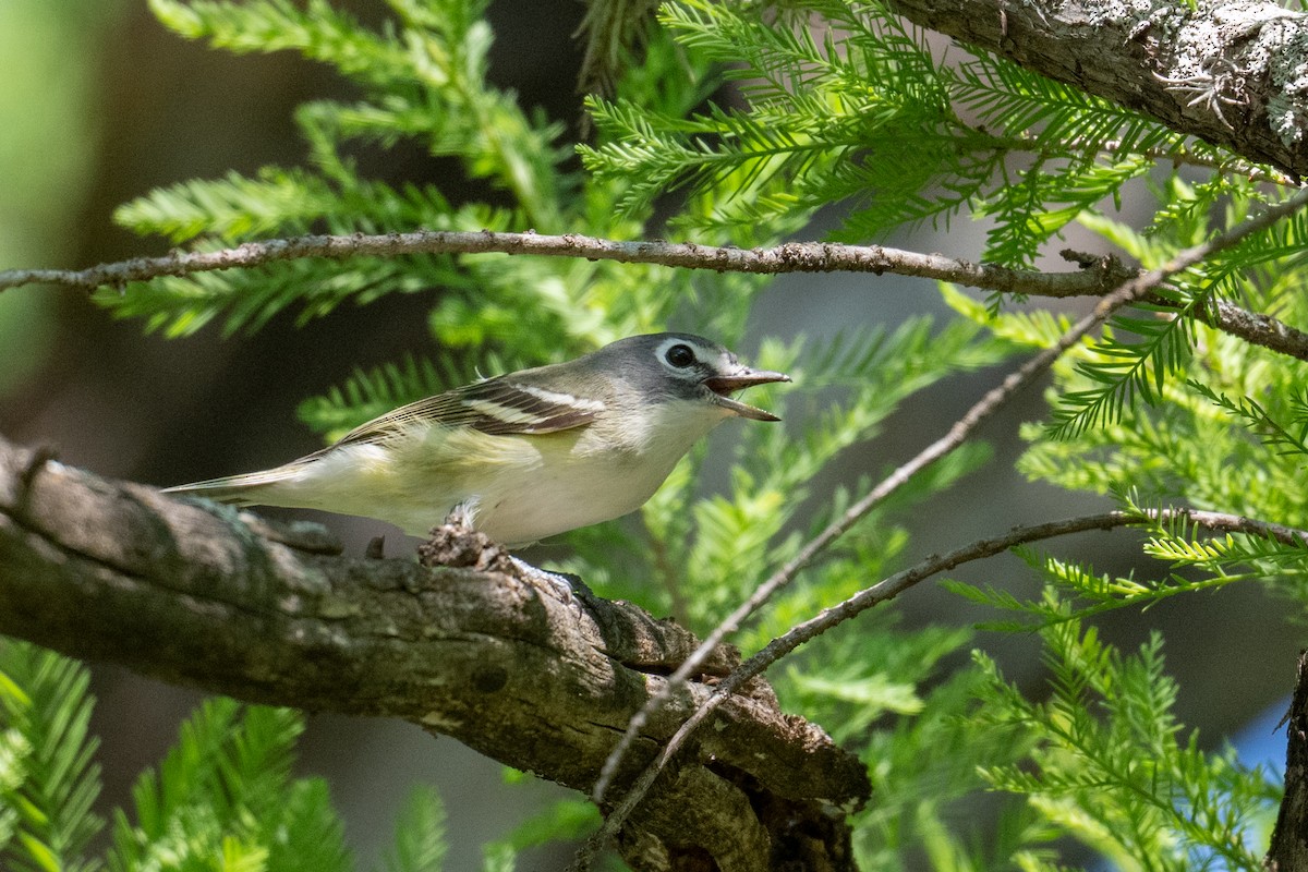 Blue-headed Vireo - ML657561362