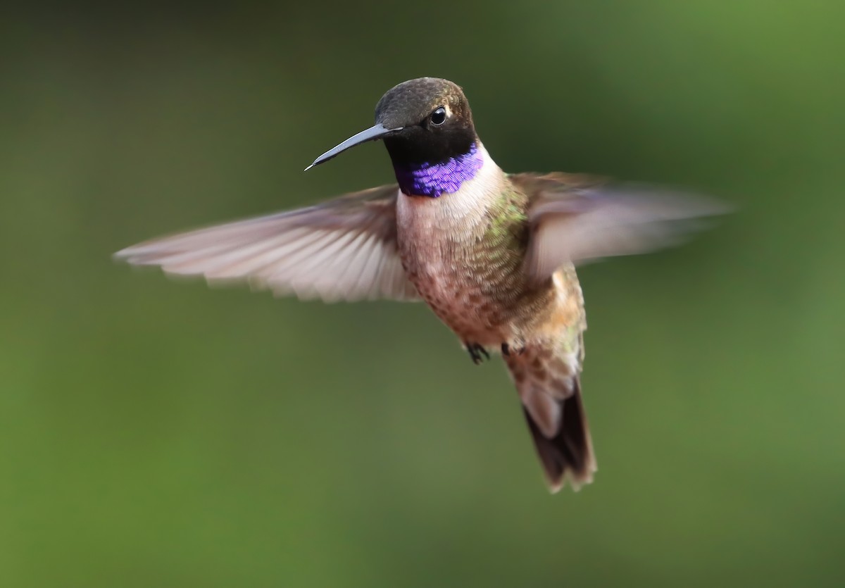 Black-chinned Hummingbird - ML657561415