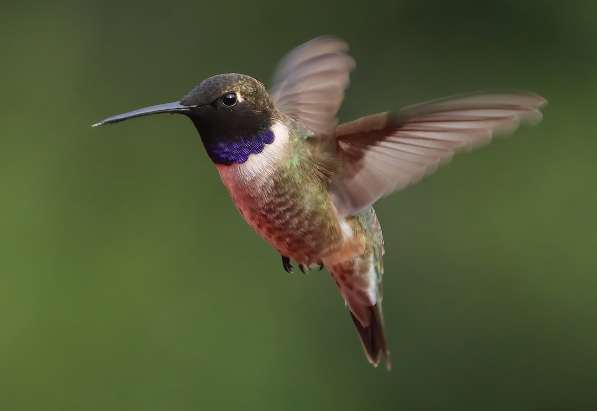 Black-chinned Hummingbird - ML657561609