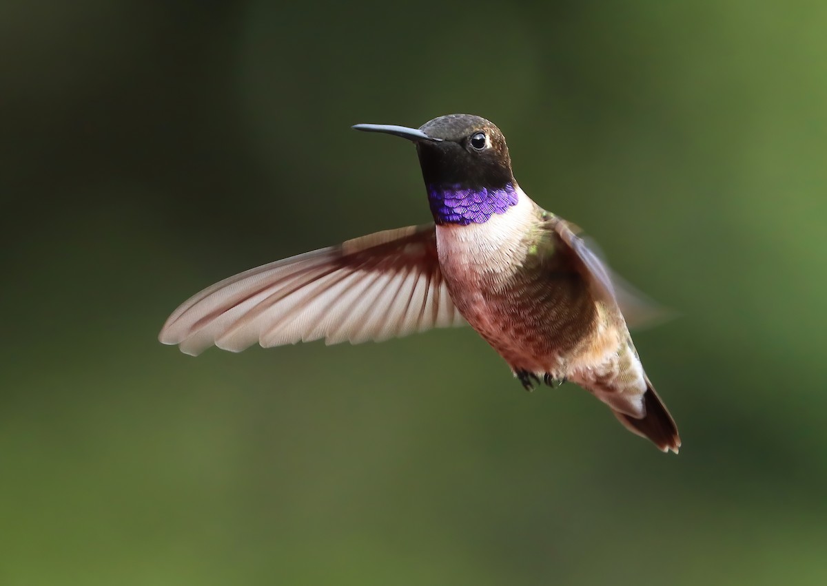 Black-chinned Hummingbird - ML657561865
