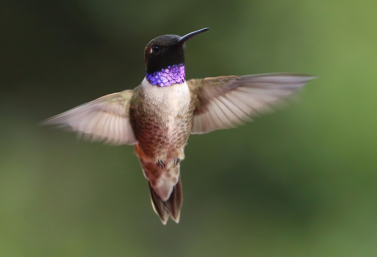 Black-chinned Hummingbird - ML657561967