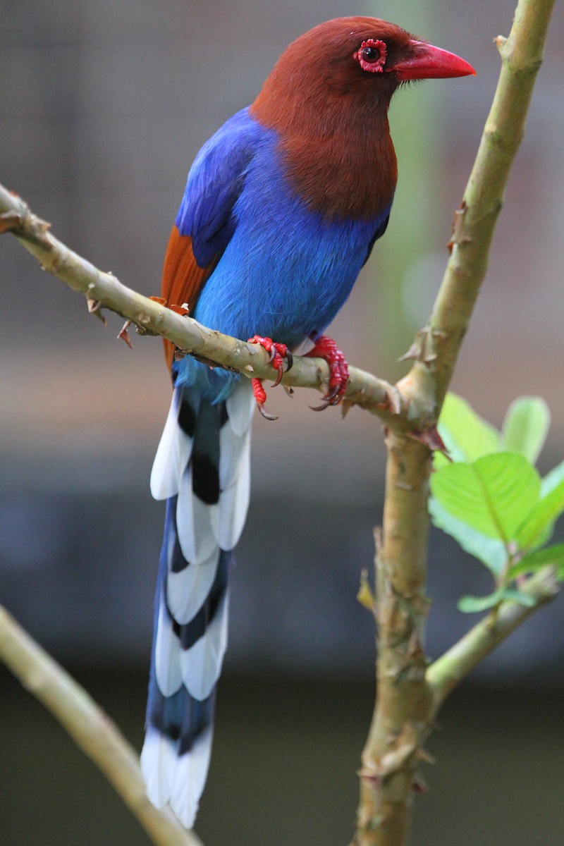 Sri Lanka Blue-Magpie - Christoph Moning