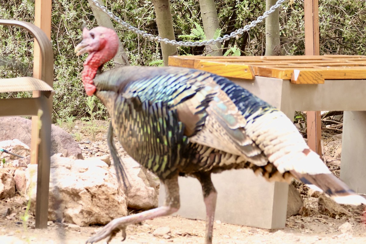 Wild Turkey - ML657562285
