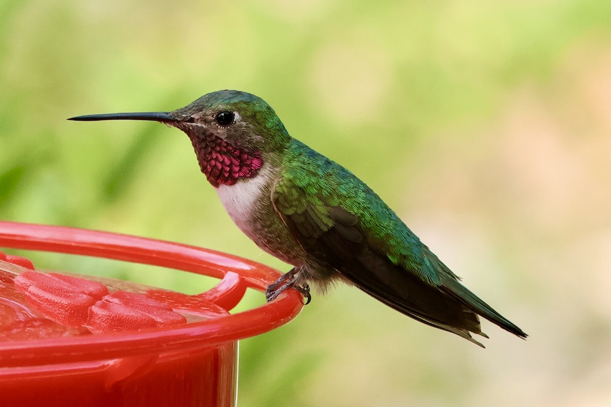 Broad-tailed Hummingbird - ML657562330