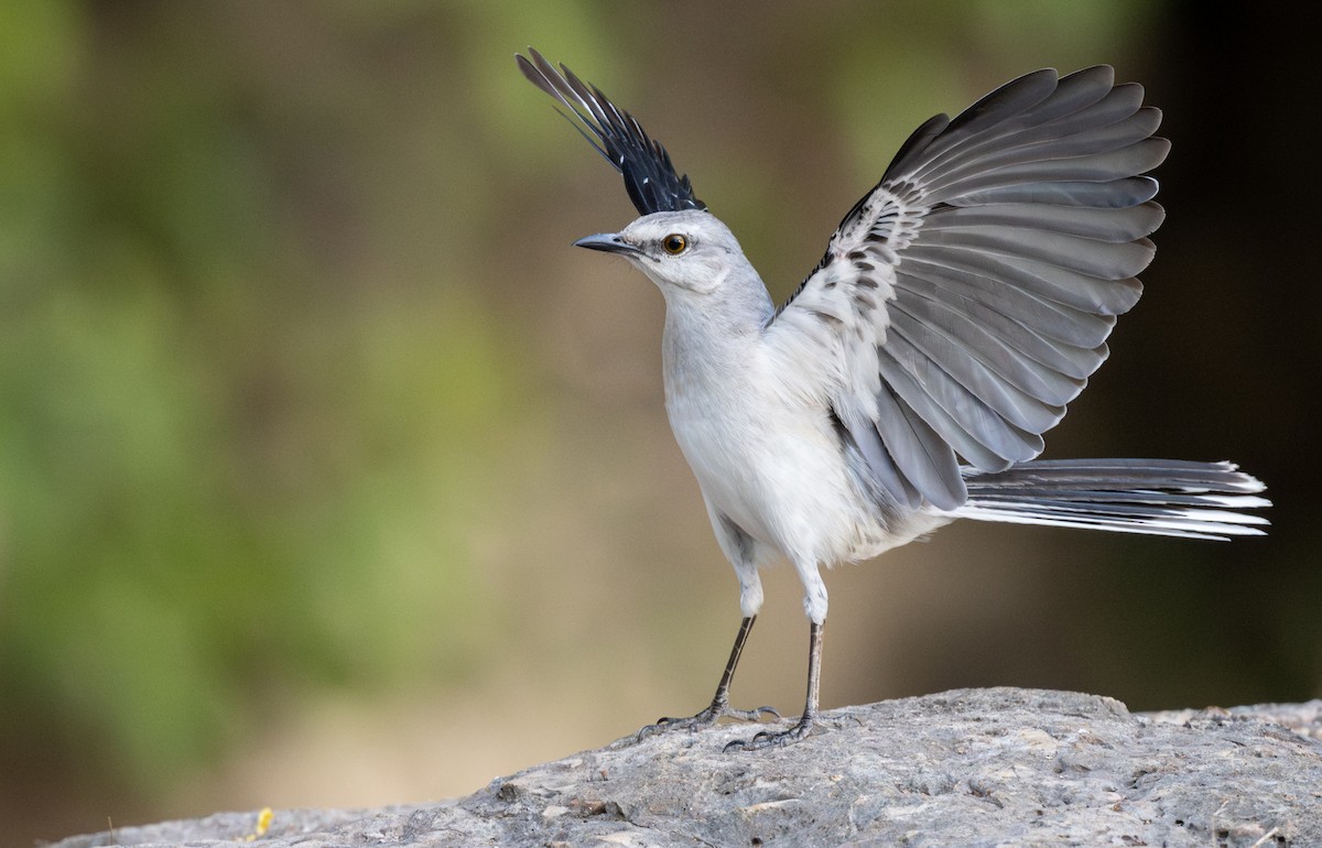 Tropical Mockingbird (Mayan) - ML657563616