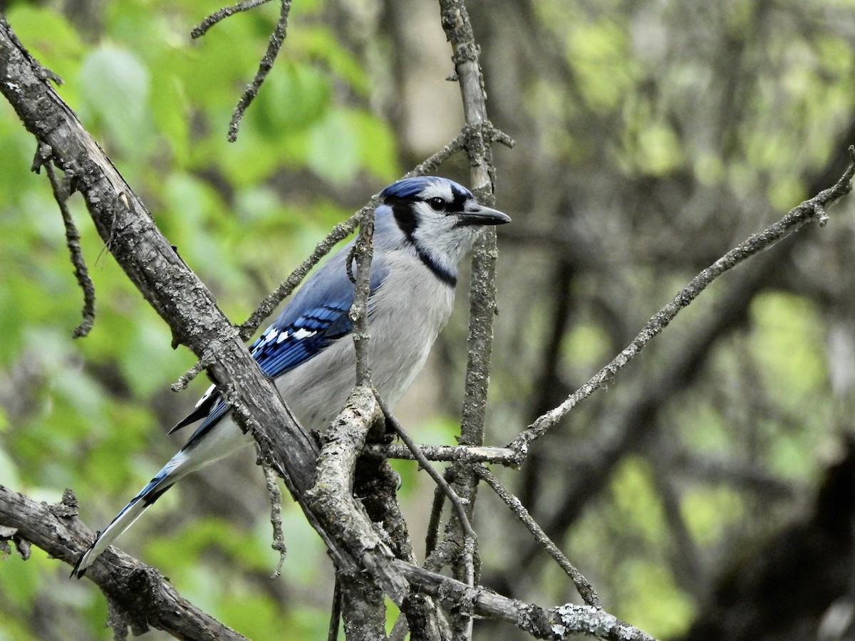 Blue Jay - ML657563768