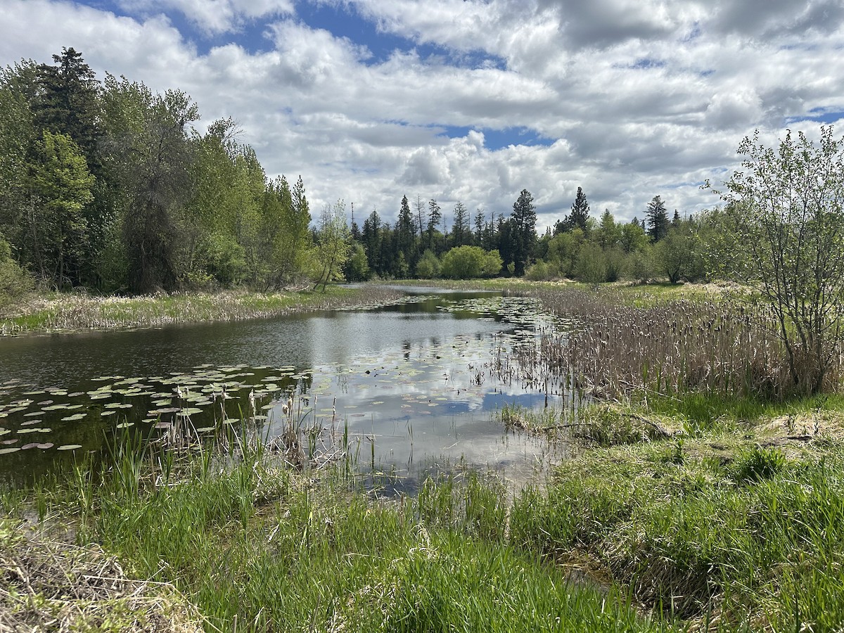 null - ML657564111