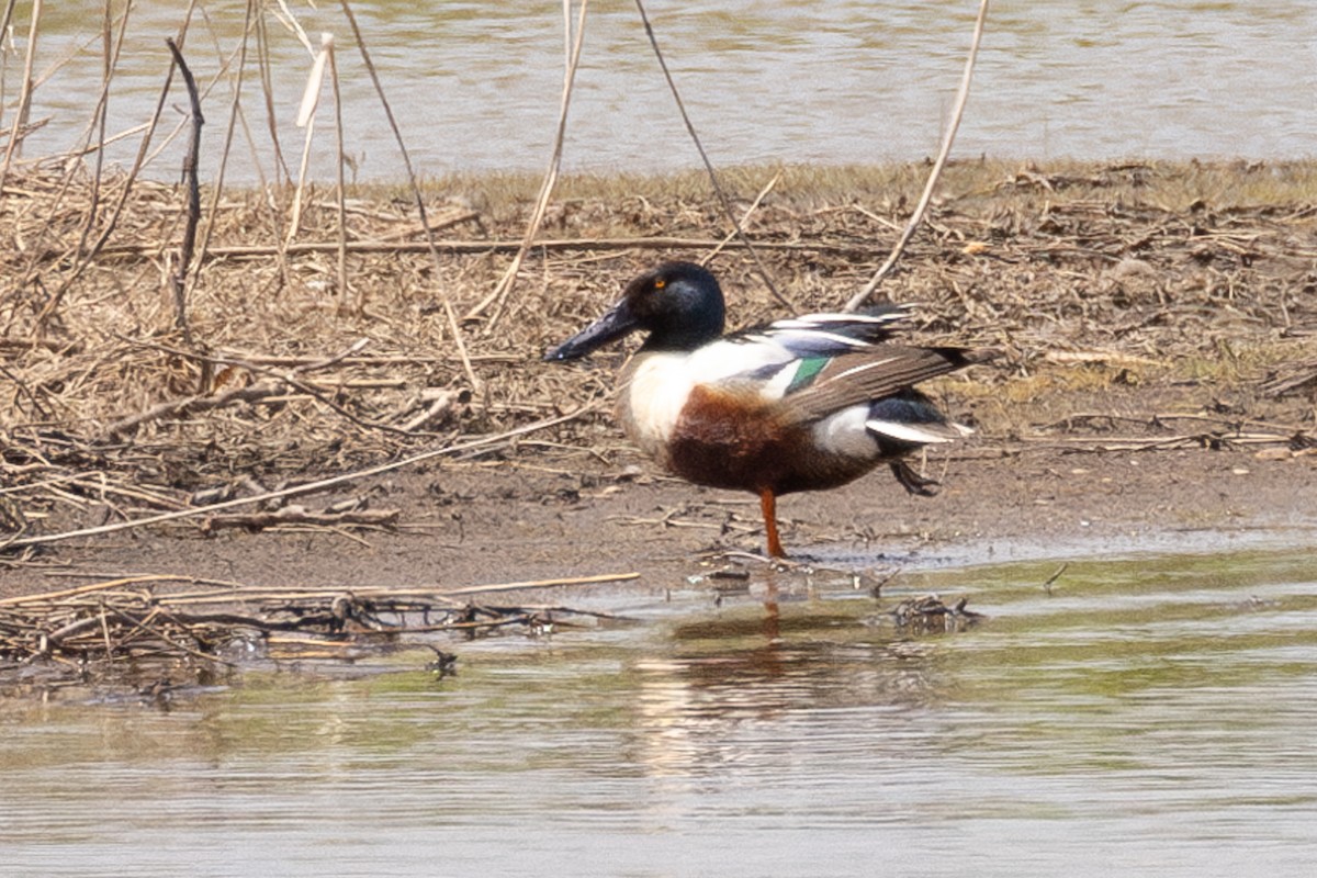 eBird Checklist - 15 May 2026 - Hart-Miller Island - 83 species (+1 ...