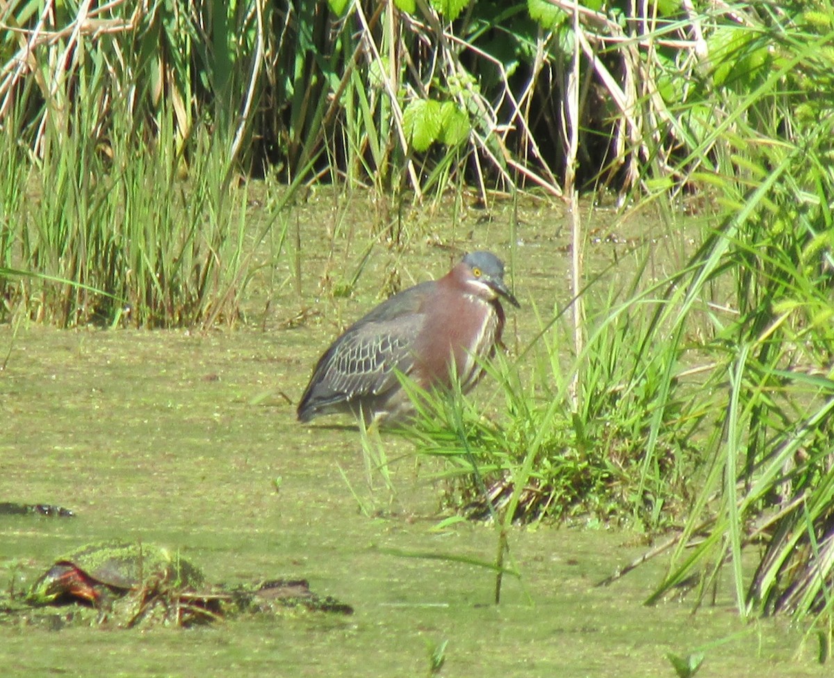 Green Heron - ML657565361