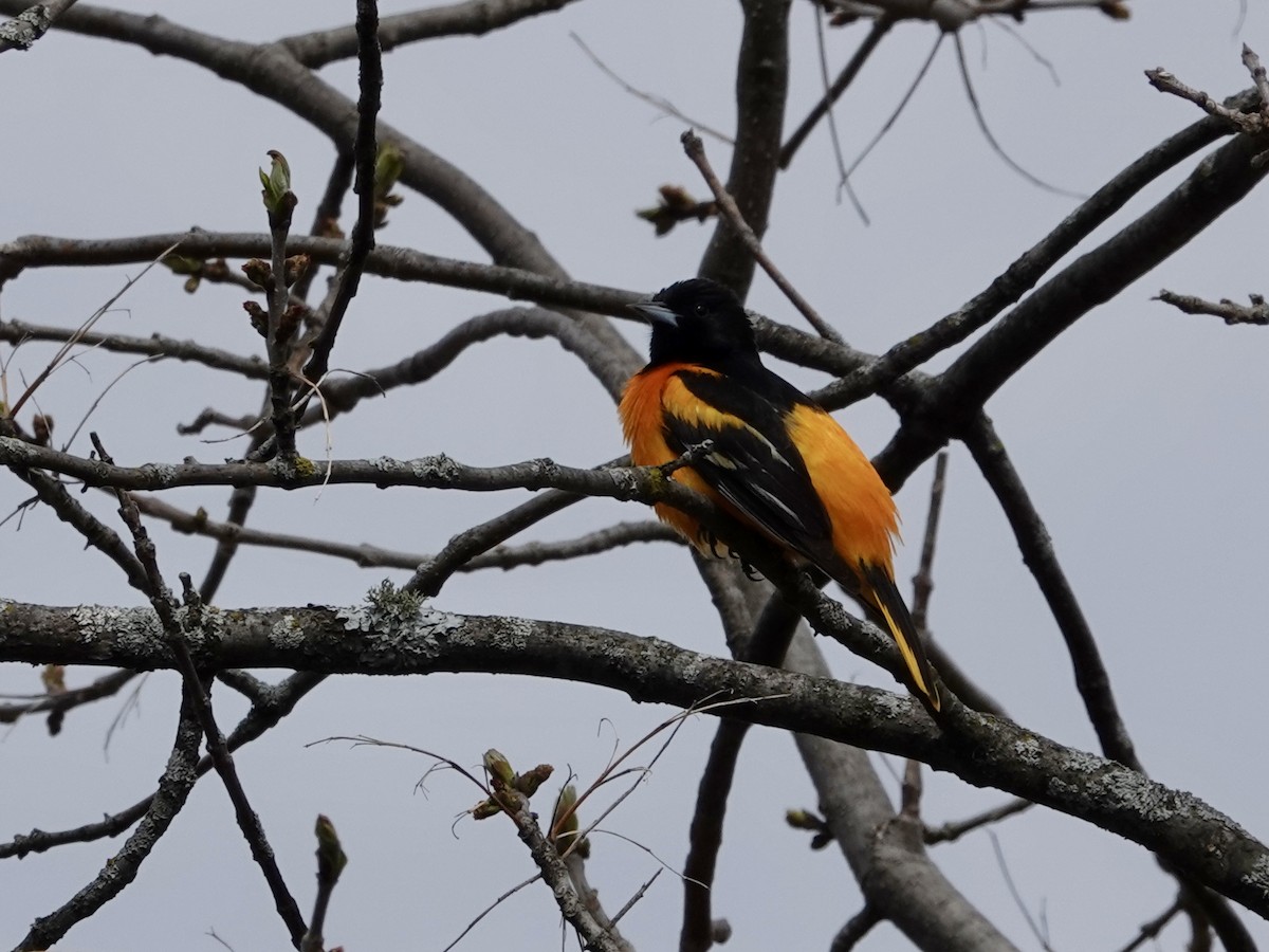 Turpial de Baltimore - ML657565461