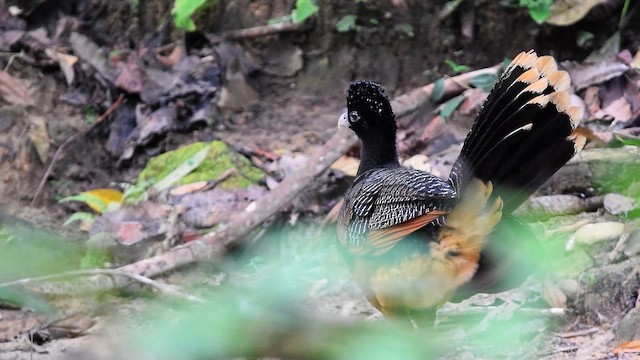 アオコブホウカンチョウ - ML657565549