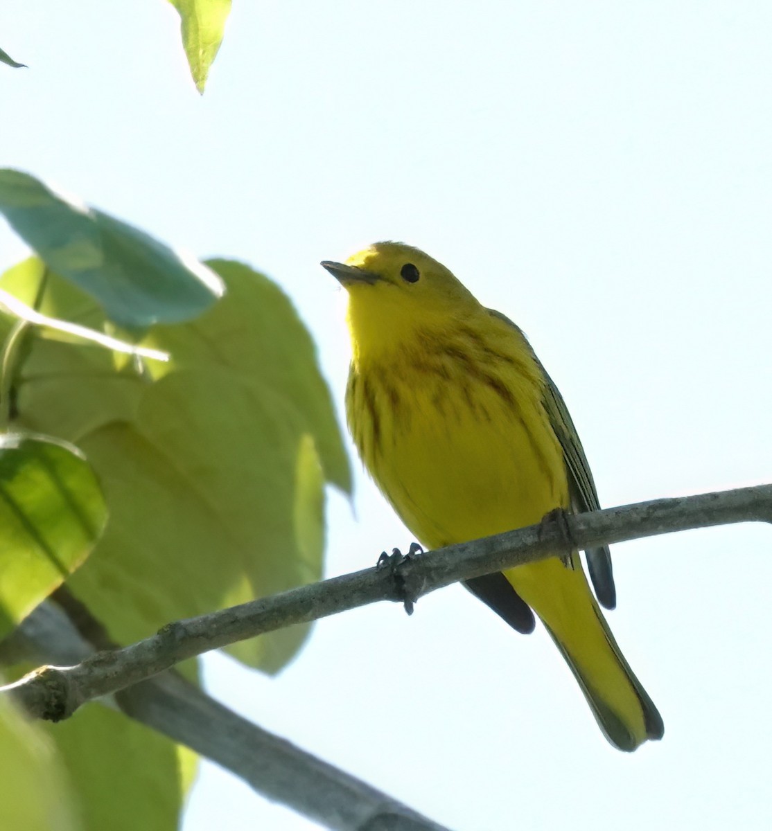 Northern Yellow Warbler - ML657565725