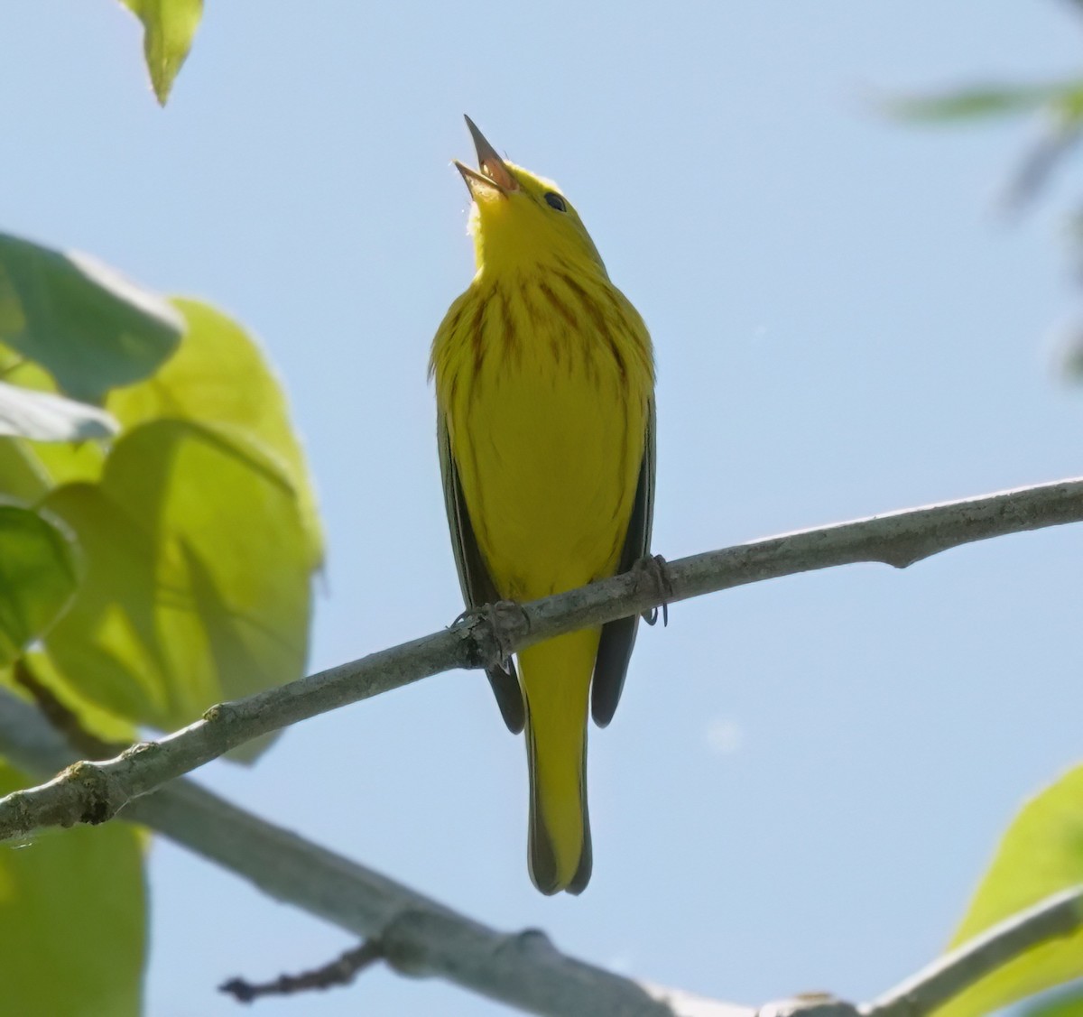 Northern Yellow Warbler - ML657565750