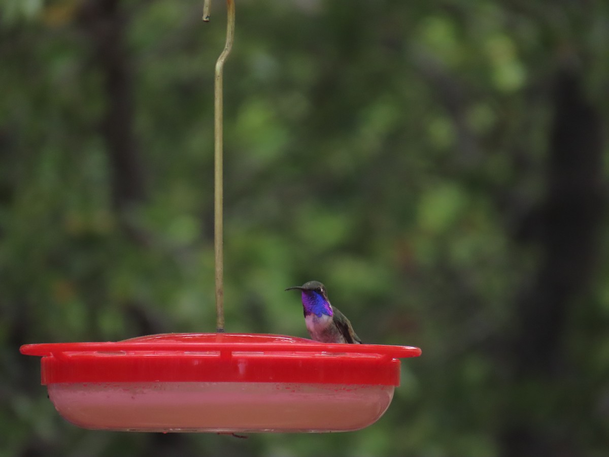 Lucifer Hummingbird - ML657566894