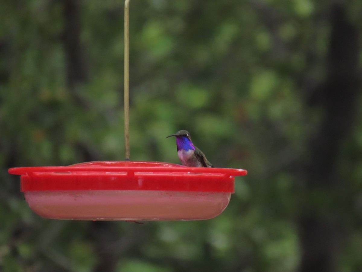Lucifer Hummingbird - ML657566895