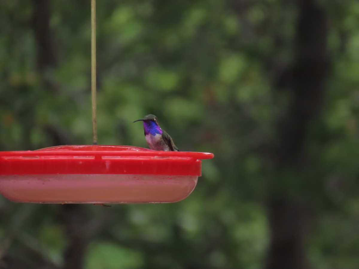 Lucifer Hummingbird - ML657566896