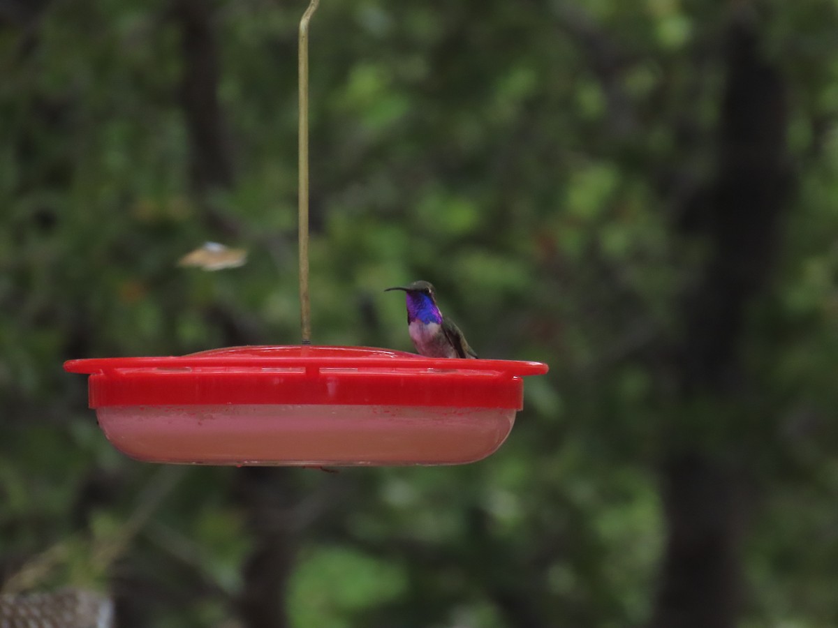 Lucifer Hummingbird - ML657566897